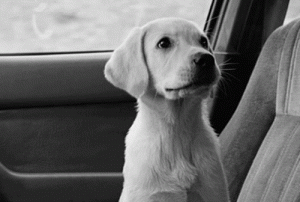 ¡Awww! Mira el tierno dibujo que unos niños hicieron de su perra perdida