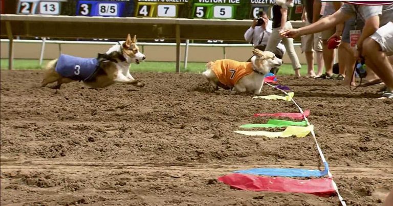 Tierna competencia de perros se tomó las redes sociales