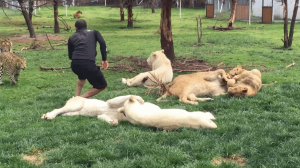 Tigre salva a su cuidador de ser atacado por un leopardo