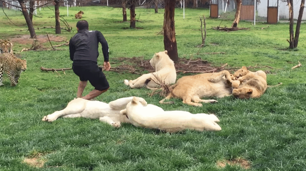 Tigre salva a su cuidador de ser atacado por un leopardo
