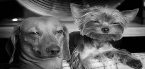 Perro se comió una galleta de marihuana y no creerás su reacción