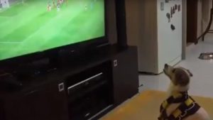 ¡Awww! Este perro celebra de la manera más tierna los goles de su equipo favorito