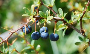 #DatoSaludableALaChilena Calafate, un poderoso antioxidante que debemos conocer