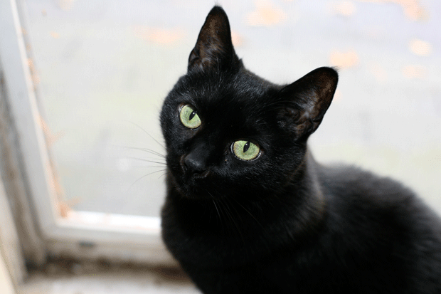 gato-negro-1