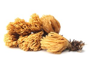 Descubre los beneficios del changle, un delicioso hongo sureño