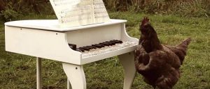 ¡Conmovedor! Mira cómo un gallo toca una hermosa melodía en el piano