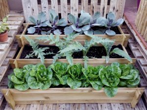 ¡Haz tu propio huerto! Cultiva tus alimentos y gana en salud