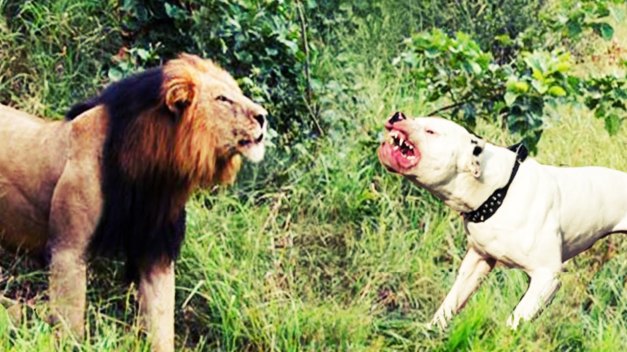 Qué? Pelea de perros y un león se vuelve viral en redes sociales — FMDOS