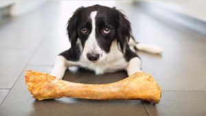 Estudio identifica los gestos con que se comunican los perros