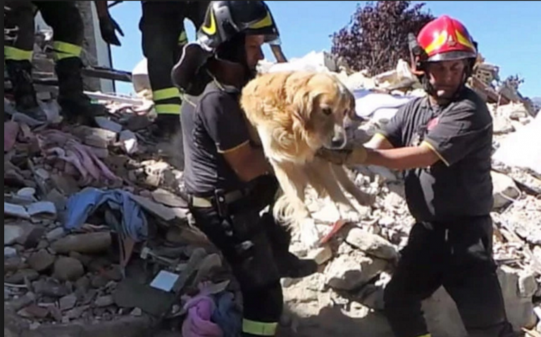 Conoce la conmovedora historia del perro que sobrevivió al terremoto en Italia