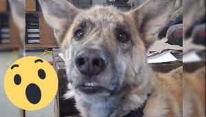 Hombre le dice a su perro que se comió toda la comida de la casa y no creerás su reacción