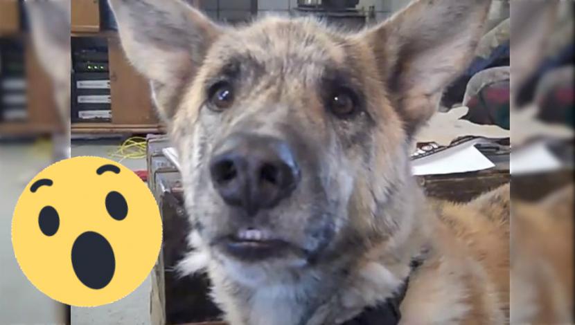 Hombre le dice a su perro que se comió toda la comida de la casa y no creerás su reacción