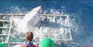 ¡Qué miedo! Turistas son sorprendidos por un tiburón en el mar