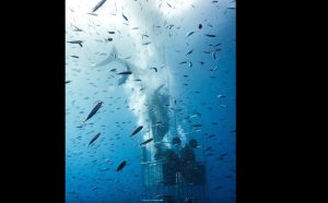 El escalofriante ataque de un tiburón en el mar