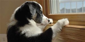 La tierna pataleta de este perro es lo más tierno que podrás ver