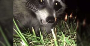 Un animal causa furor en redes sociales al grabarse con un iphone