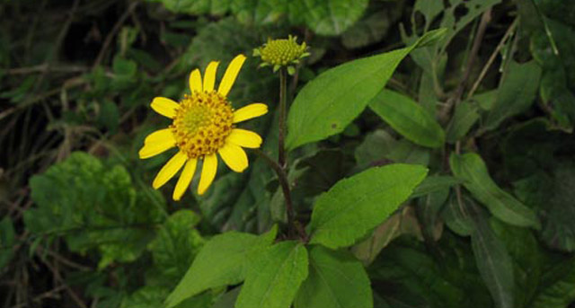 El poderoso palo negro y sus propiedades anticancerígenas
