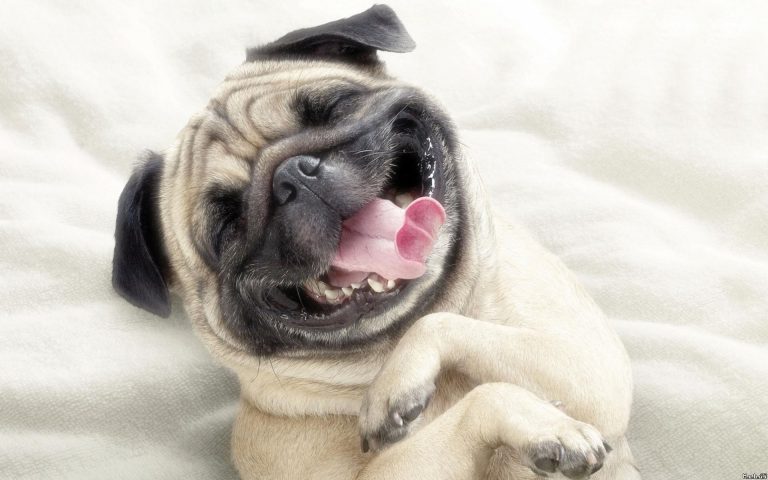 6 beneficios de convivir con una mascota
