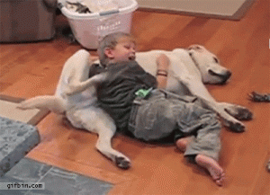 ¿Perros o gatos? Estudio revela las preferencias de los chilenos y sus mascotas