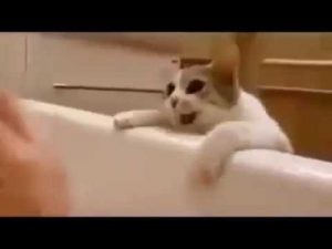 Este gato rescata a su dueña pensando que ella se está ahogando