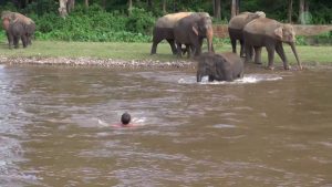 Un elefante salva a su cuidador de morir ahogado en un río
