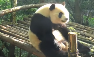 Oso panda haciendo ejercicios se vuelve viral en Internet