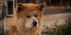 ¿Quién cuida a tu perrito en vacaciones? Conoce aquí dónde lo cuidan gratis