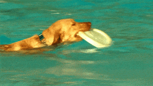 ¿Sabías? Tus mascotas también necesitan protegerse del sol