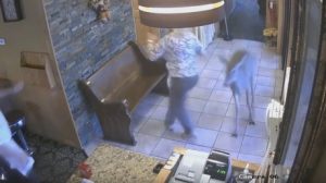 Un animal se mete en un restaurante y causa un gran susto a sus clientes