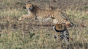 Este leopardo salva a sus hijos de ser atacado por un fuerte animal