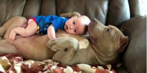 Mira el tierno momento entre un pitbull y un bebé