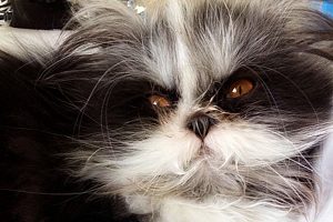 #RetoFMDOS ¿El animal de esta imagen es un perro o un gato?