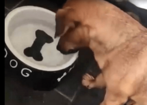 ¡Aww! Este pequeño perro se quiere comer un hueso pintado en su plato
