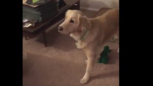 Mira lo que pasa cuando un hombre se disfraza del juguete favorito de su mascota