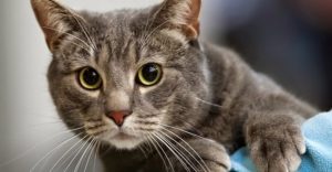 Gato sorprende tocando el timbre de una casa y el video se vuelve viral