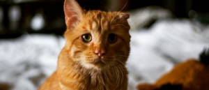 Conoce la esperanzadora historia de BenBen, el gato "más triste de internet"