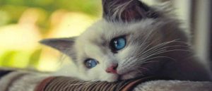 ¿Sabías que los gatos son más parecidos a los humanos de lo que te imaginas?