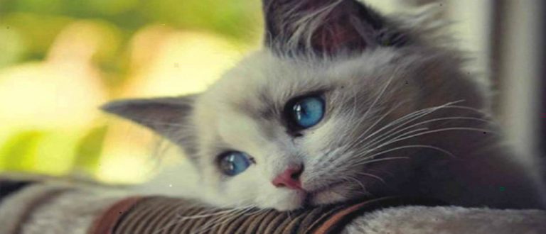 ¿Sabías que los gatos son más parecidos a los humanos de lo que te imaginas?