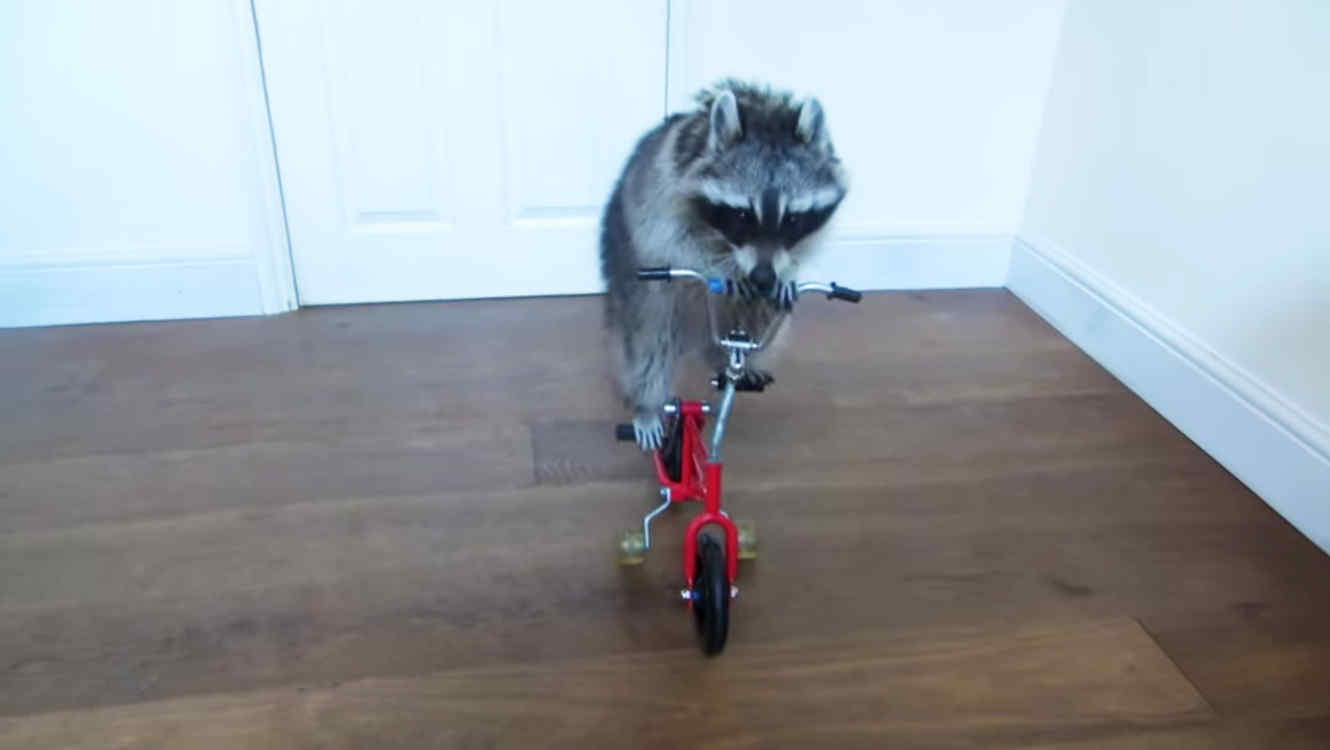 Este mapache revolucionó las redes sociales con su divertido entrenamiento deportivo