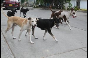 Los animales también se suman al reto del Mannequin challenge