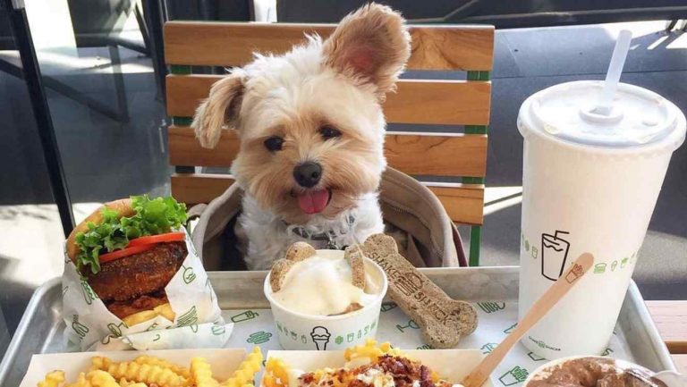 Conoce al perro con más estilo de las redes sociales