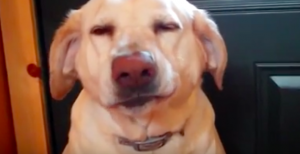 ¡Awww! Mira la divertida reacción de este perro al romper caja de su comida