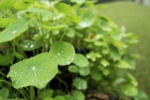 ¿Conoces de qué se trata la centella asiática? ¡Descúbrelo acá!