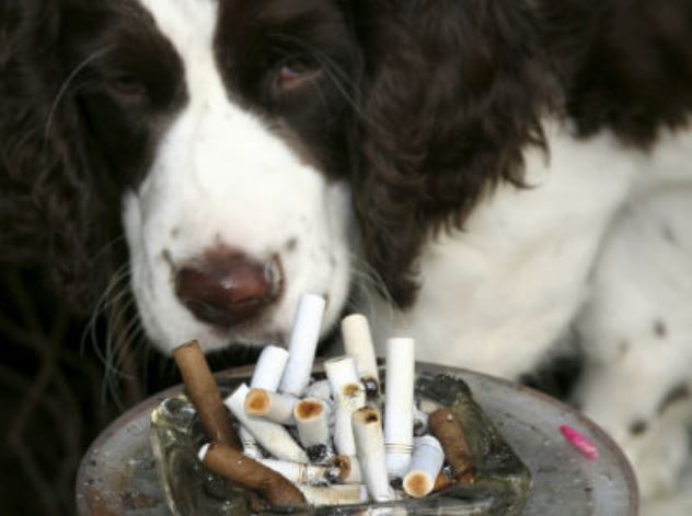 mascota-fumar-1