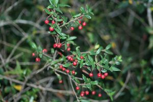 #DatoSaludableALaChilena La murta y sus desconocidos beneficios para la salud