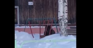 Mira cómo este oso intenta subirse a un columpio de un parque