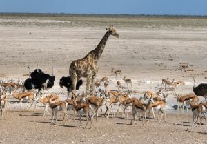 ¡A tomar conciencia! Este es el animal que está en riesgo de extinción