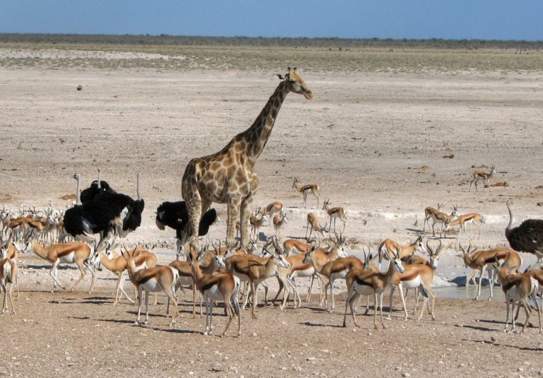 ¡A tomar conciencia! Este es el animal que está en riesgo de extinción