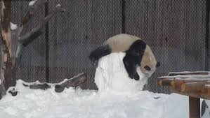 Mira la divertida pelea de este oso contra un mono de nieve