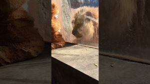 Mira la reacción de este animal al ver a un niño disfrazado de león